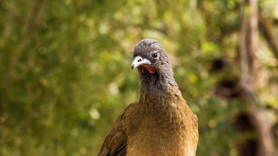 Plain Chachalaca at Valley Nature Center