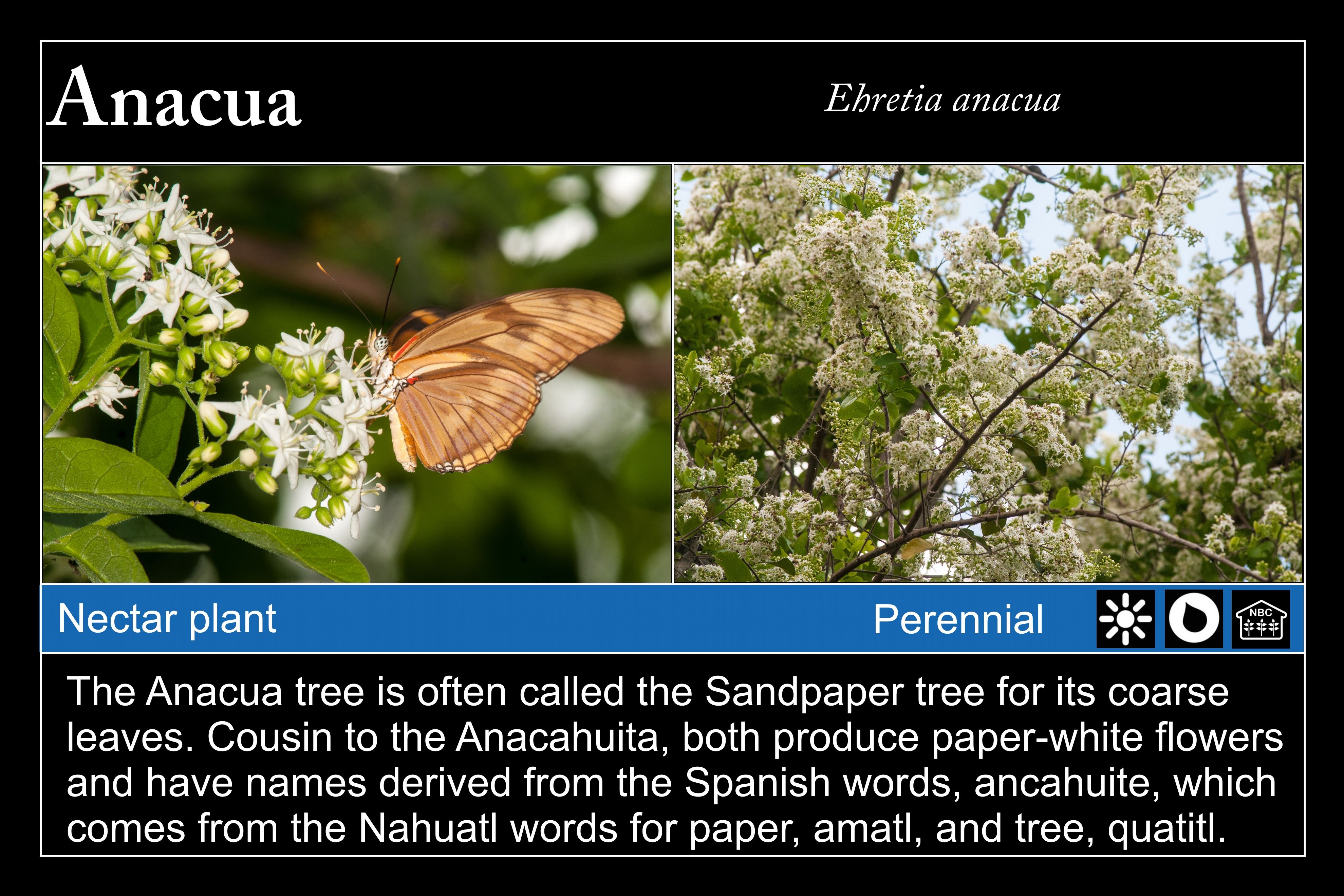 Anacua flowers and butterfly at Valley Nature Center