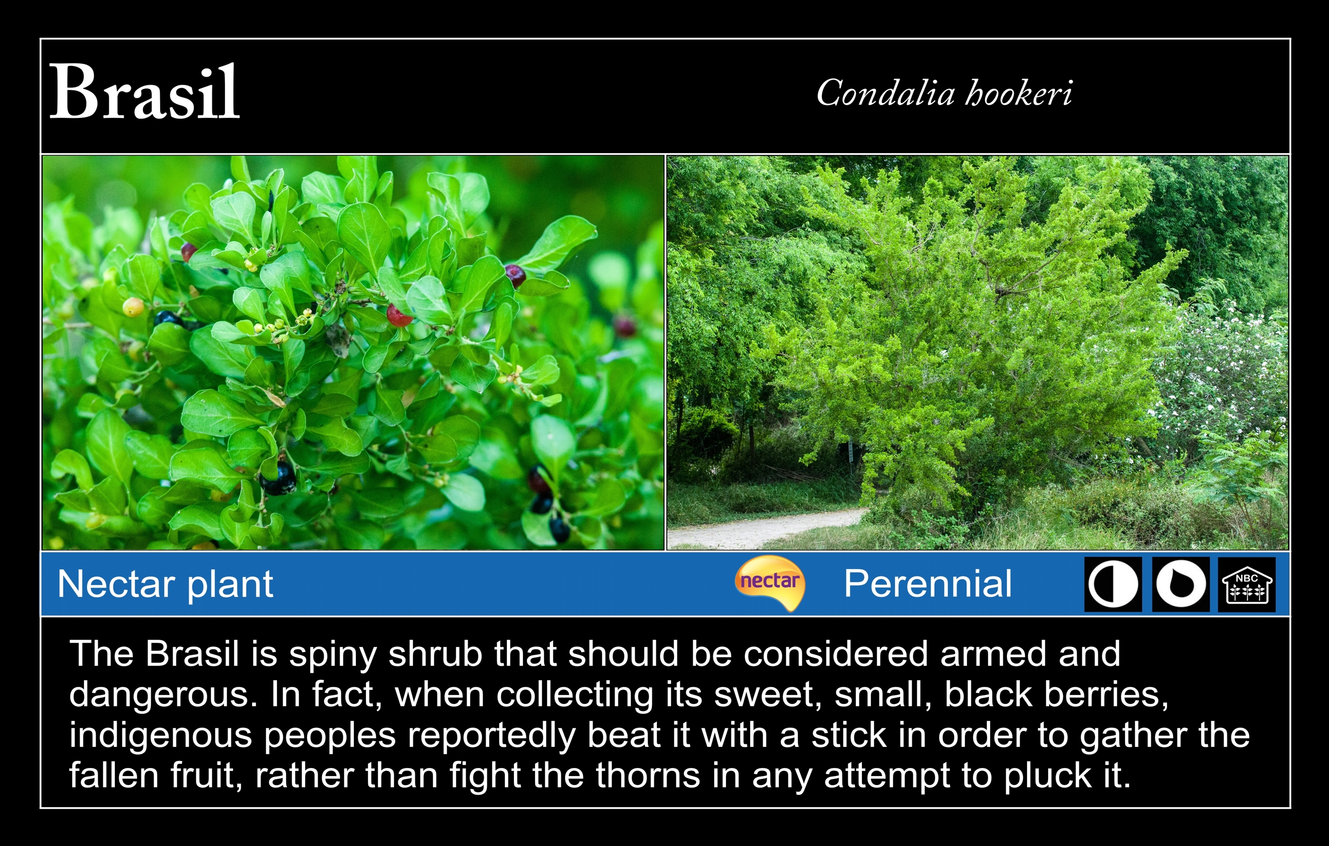 Brasil at Valley Nature Center