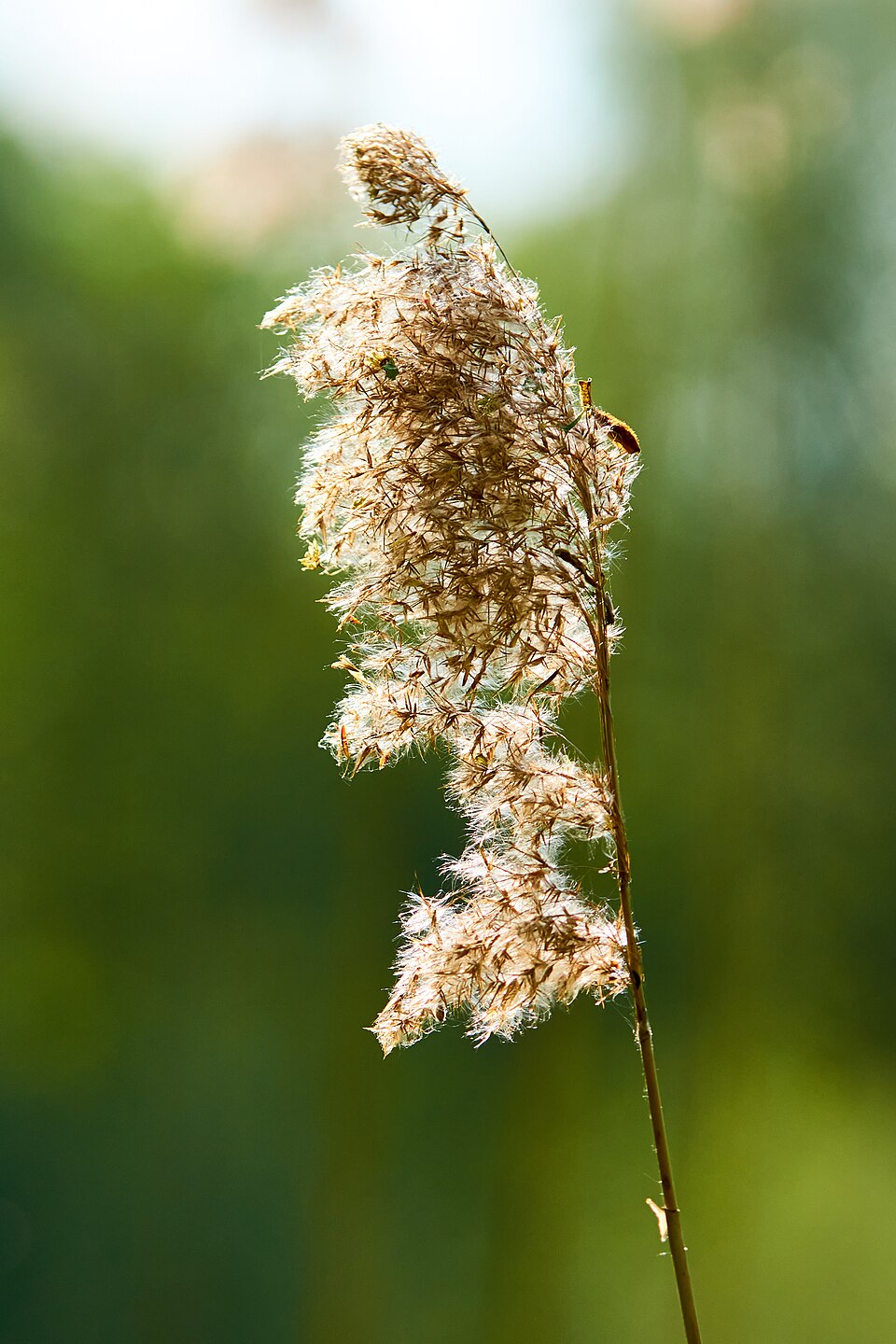 Common Reed at Valley Nature Center
