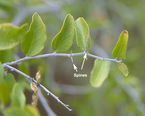 Granjeno at Valley Nature Center