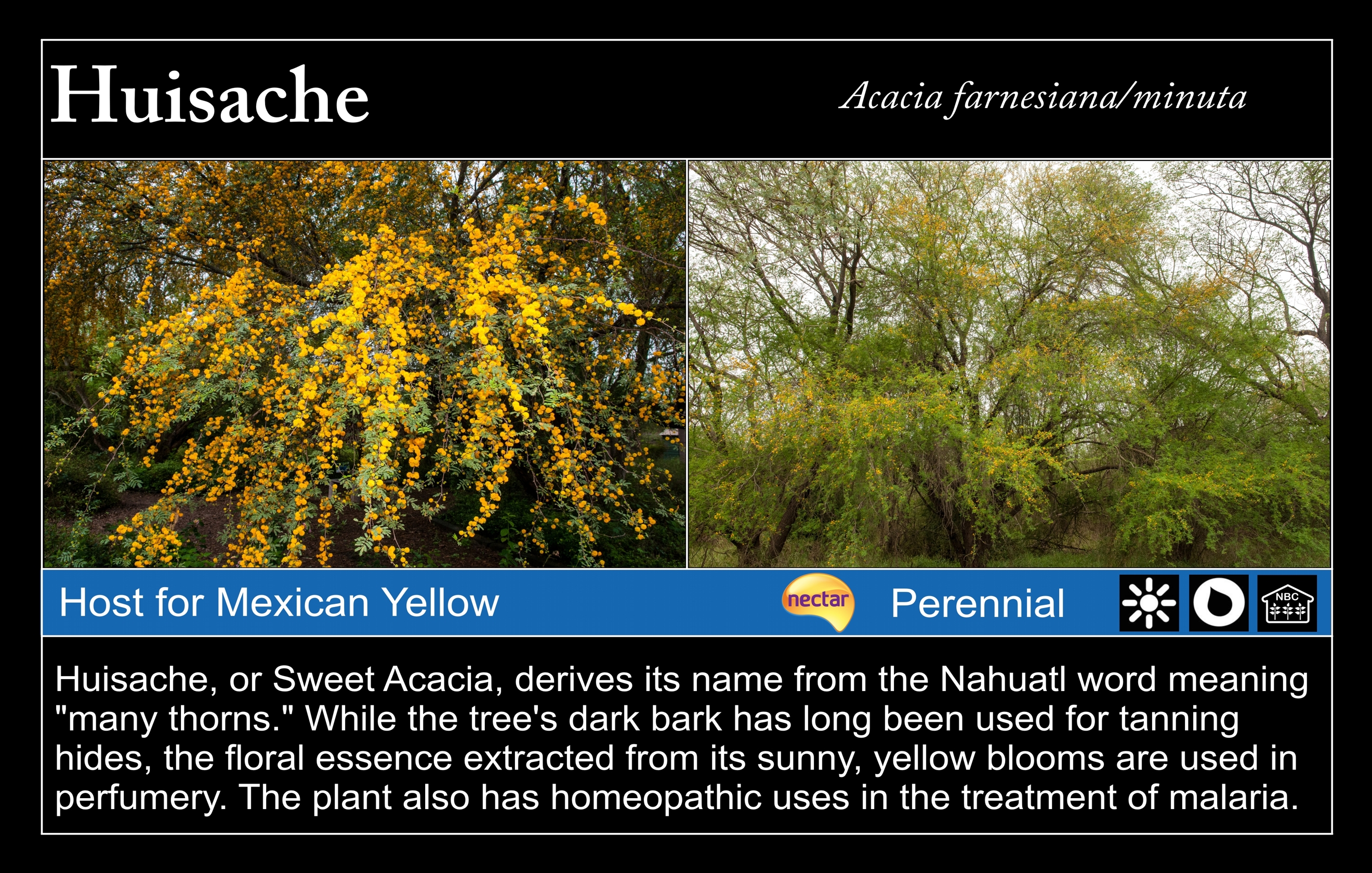 Huisache at Valley Nature Center