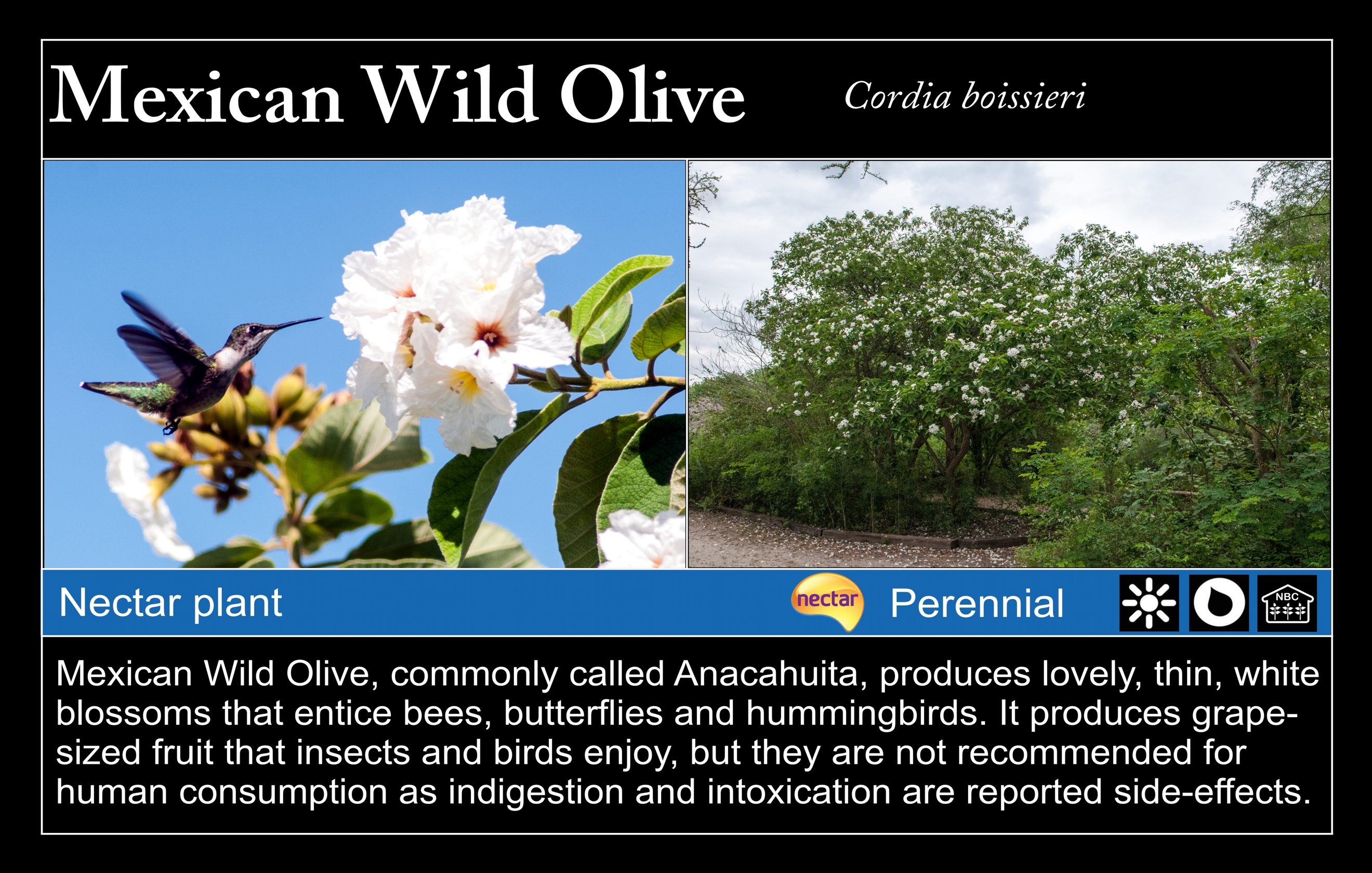 Mexican Olive at Valley Nature Center