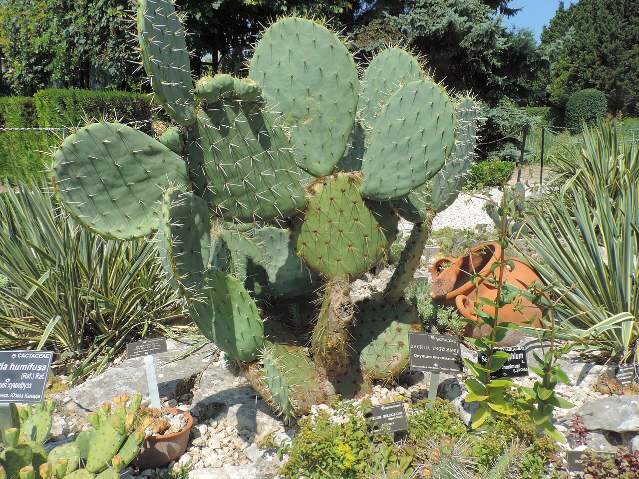Prickly Pear at Valley Nature Center