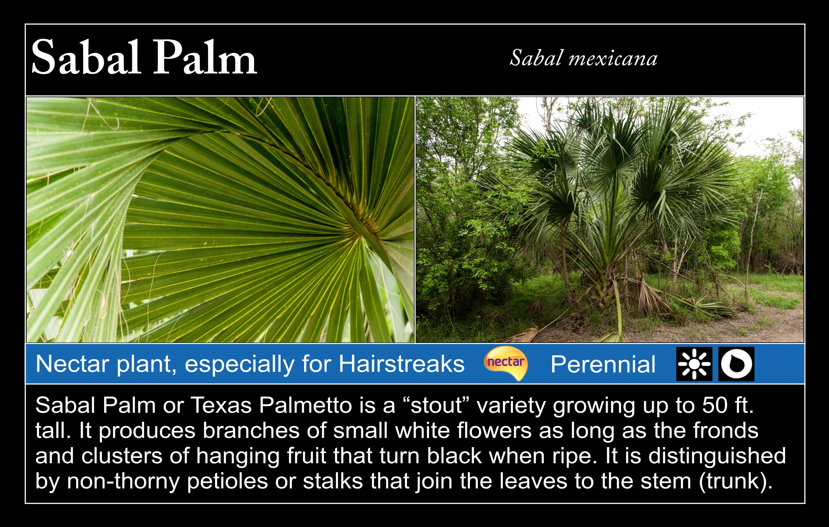 Sabal Palm at Valley Nature Center