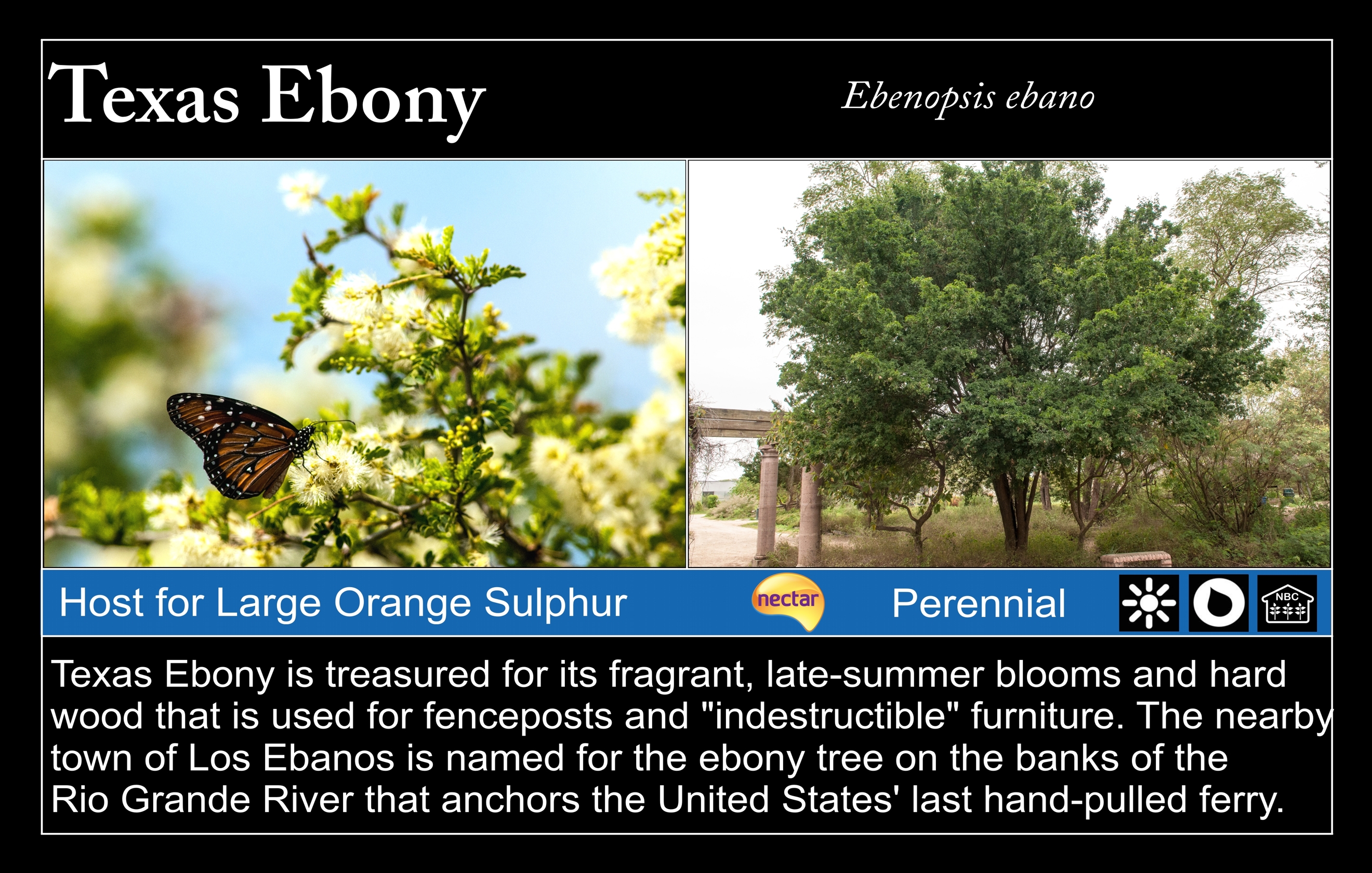 Texas Ebony at Valley Nature Center