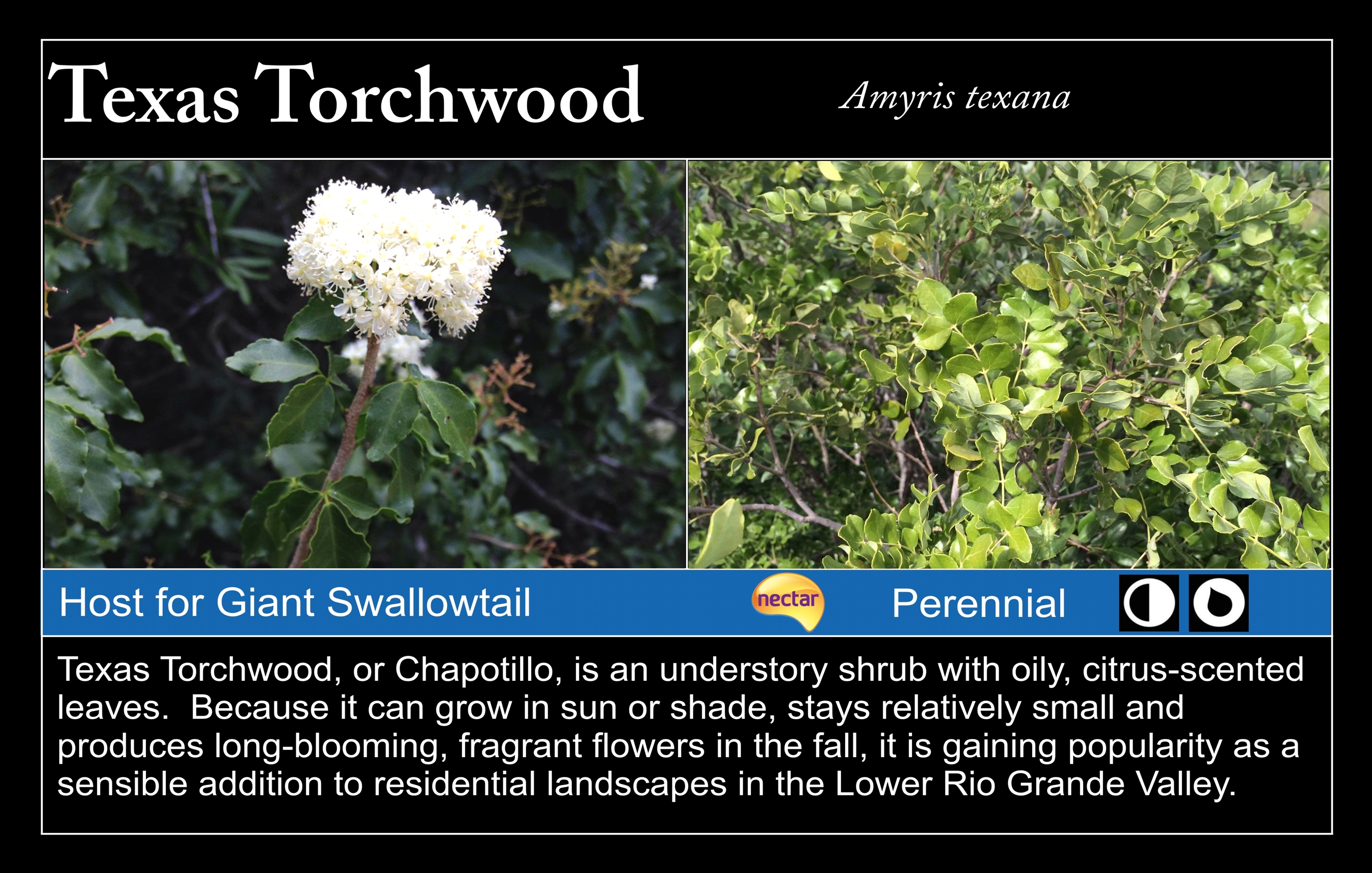 Texas Torchwood at Valley Nature Center