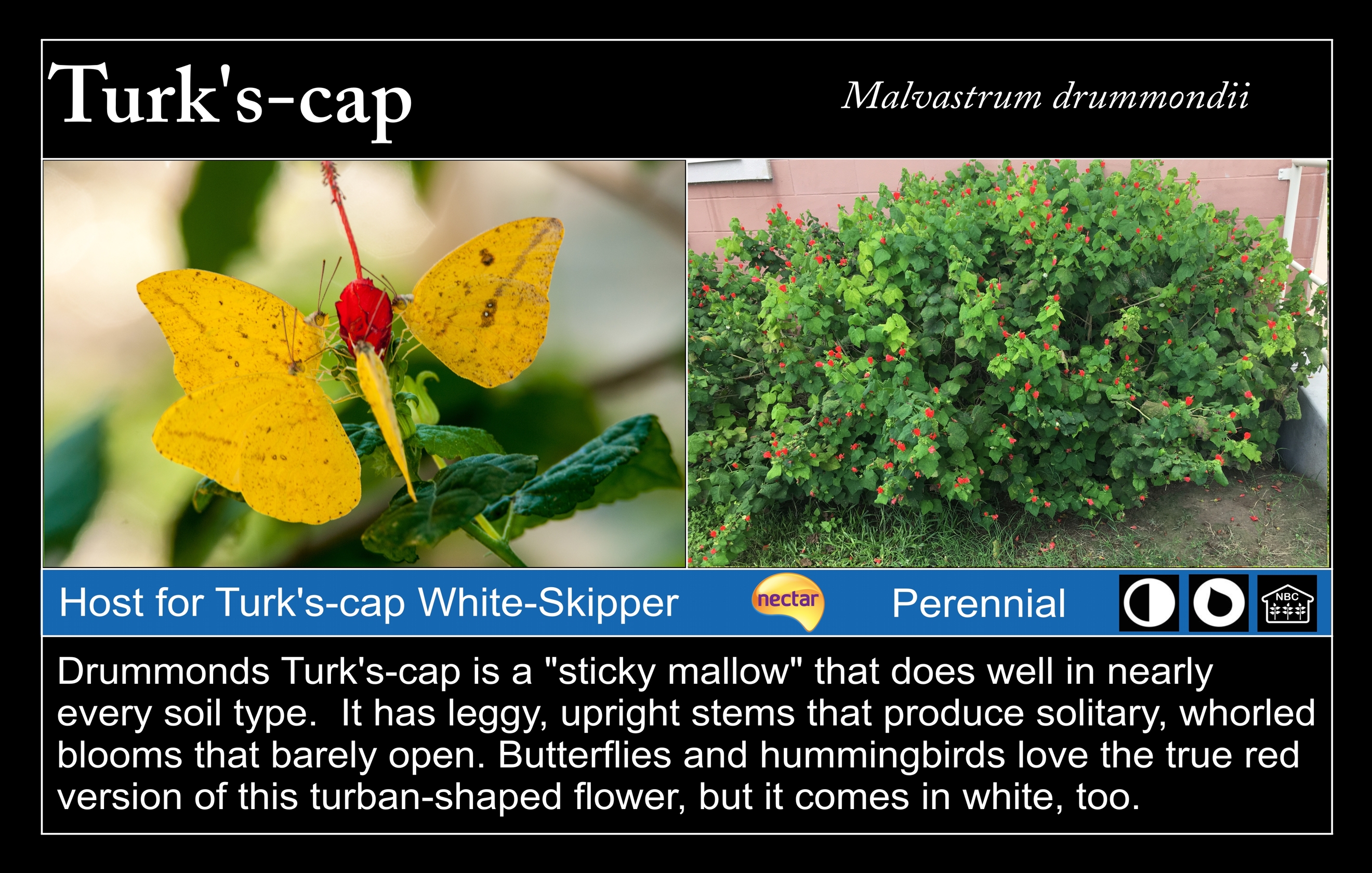 Turk's Cap at Valley Nature Center