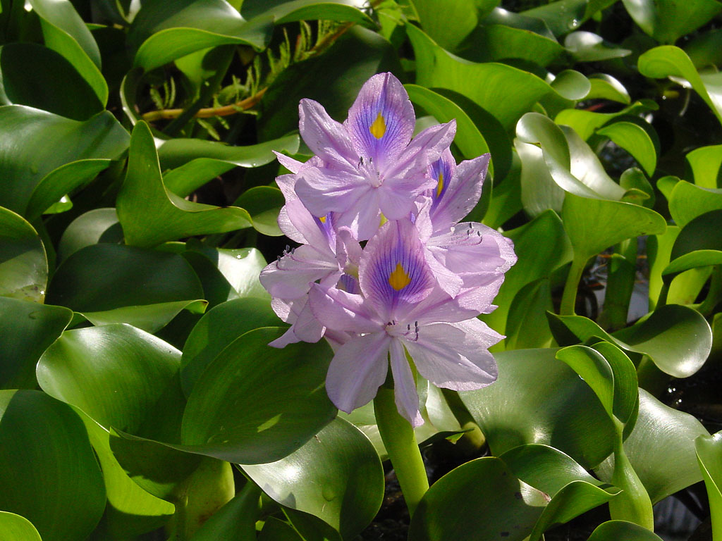 Water Hyacinth at Valley Nature Center